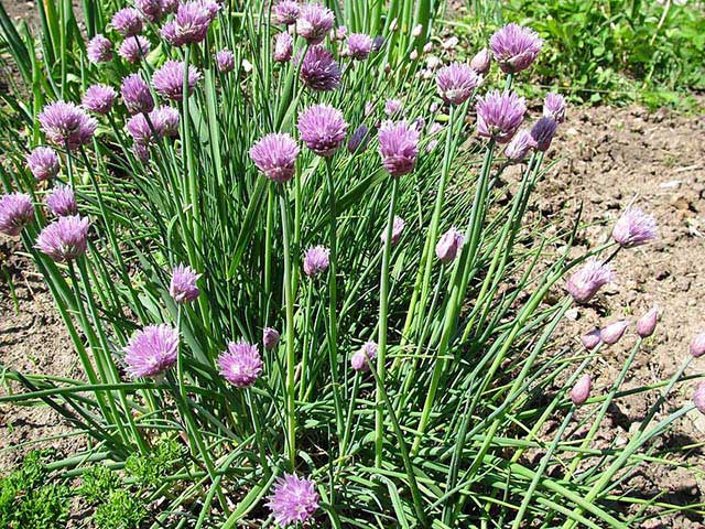 Allium Schoenoprasum Allium Schoenoprasum