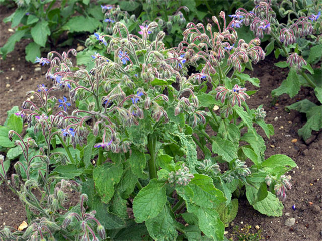 Borago Officinalis